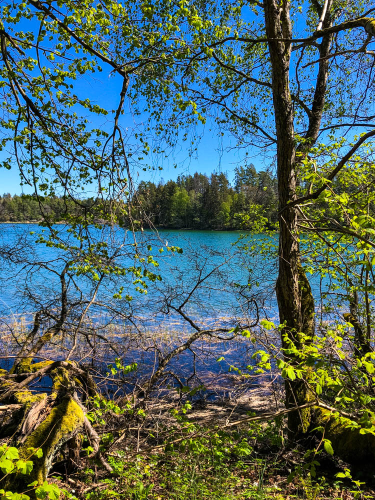 Blick auf einen See durch Natur hindurch. Es sind einige Pflanzen und Bäume zu sehen, sowie der strahlend blaue Himmel