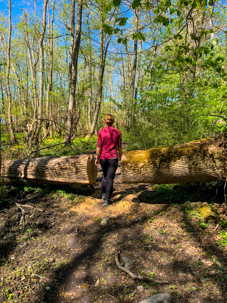 Melanie beim Spazieren gehen in einem Wald im Naturreservat. Der Himmel ist blau. Melanie läuft durch einen Baumstamm, welcher an der Stelle ausgesägt wurde, um den Pfad zu räumen.