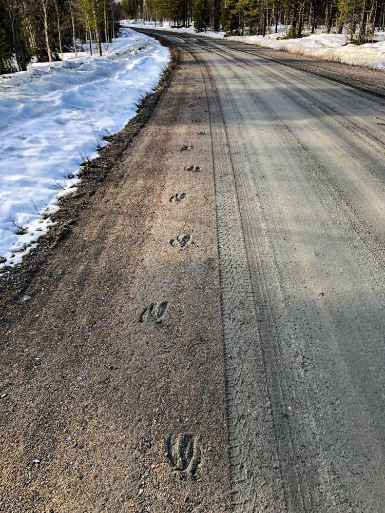Elchspuren auf einer Straße in Nordschweden im Frühling.