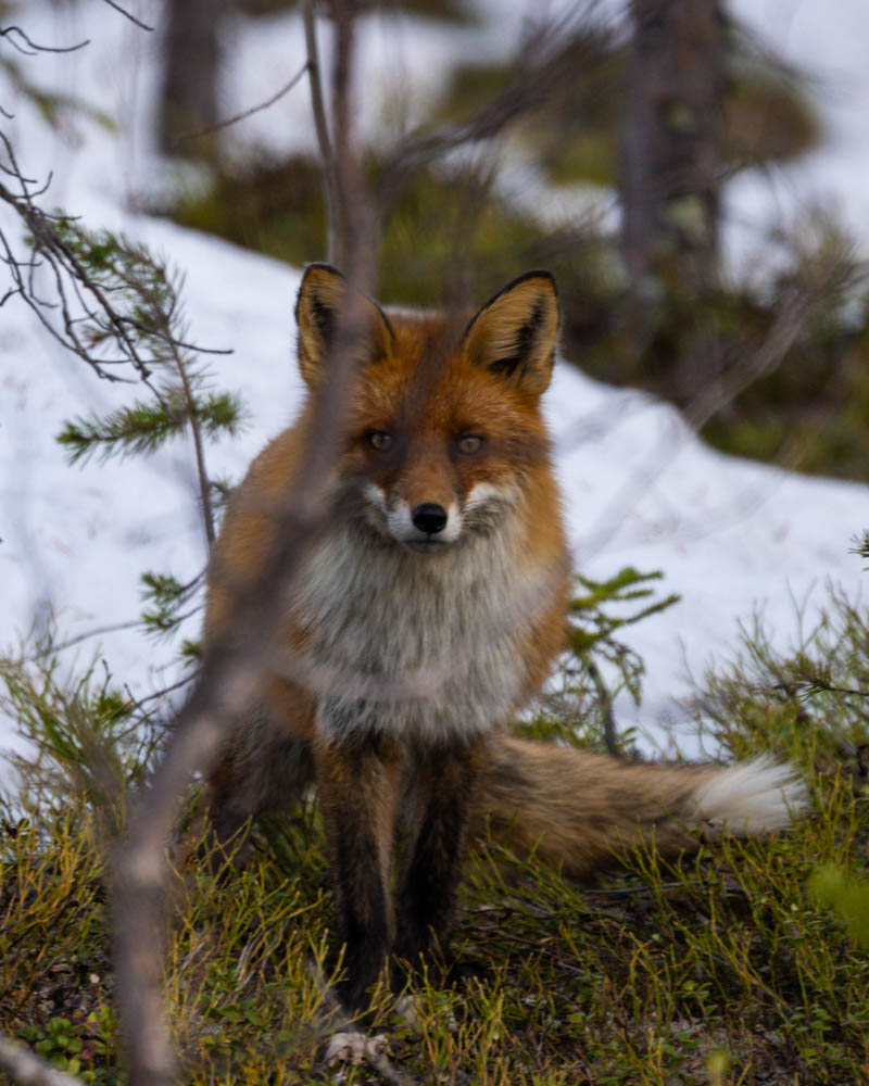 Aufnahme eines Fuchses in einem Wald in Nordschweden. Es liegt Schnee im Hintergrund