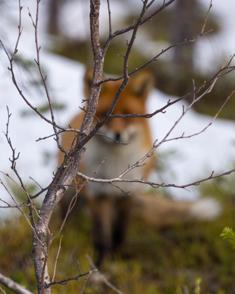 Aufnahme eines Fuchses im Wald in Nordschweden. Der Fuchs ist dabei unscharf, der Ast vor ihm ist fokussiert.