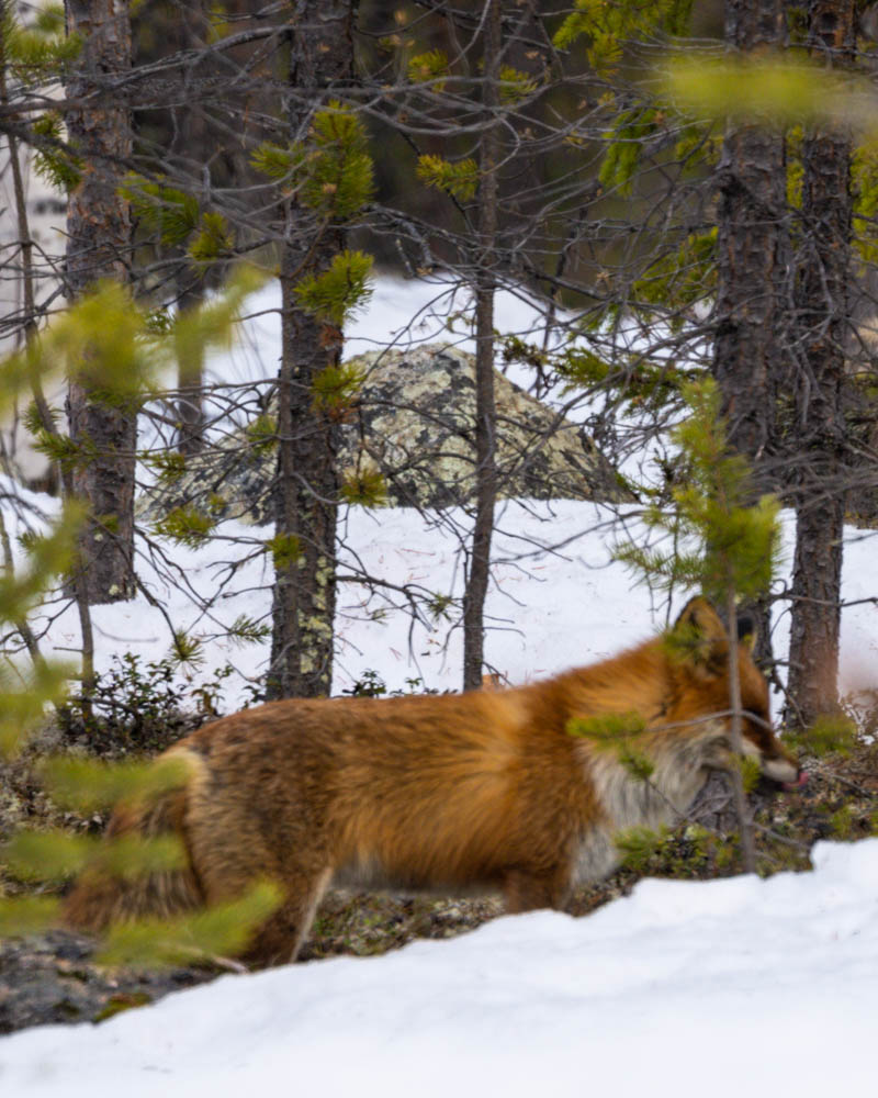 Aufnahme eines Fuchses im Wald in Nordschweden. Es liegt Schnee und der Fuchs ist von der Seite zu sehen.