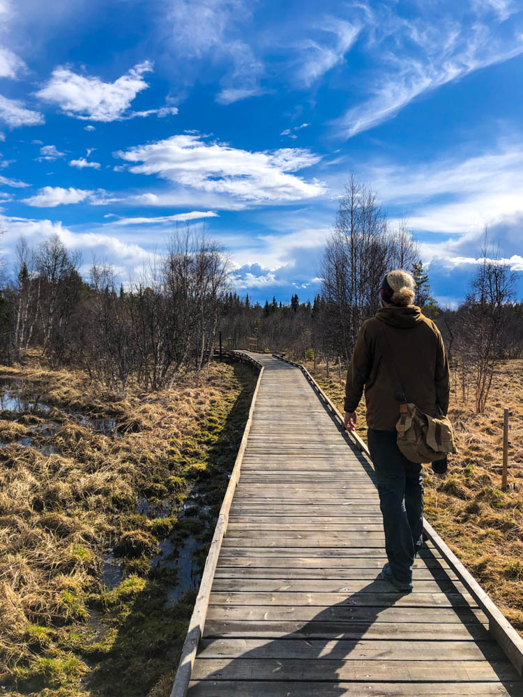 Julian läuft auf einem Holzsteg in einem Naturreservat in Nordschweden im Frühling. Die Felder um ihn herum fangen an zu blühen, der Himmel ist kräftig blau