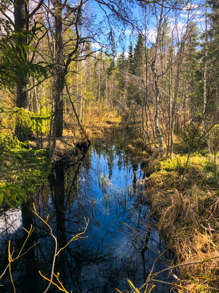 Natur pur in Nordschweden in einem Naturreservat. Ein Fluss fließt durch einen Wald.