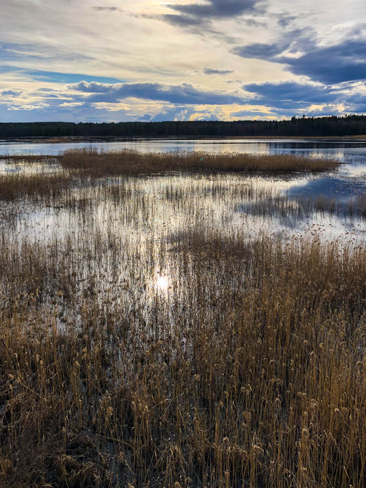 Naturreservat in Nordschweden im Frühling. Es ist ein See zu sehen, in welchem ein paar Farne wachsen und sich gerade die Sonne sowie die Wolken spiegeln.