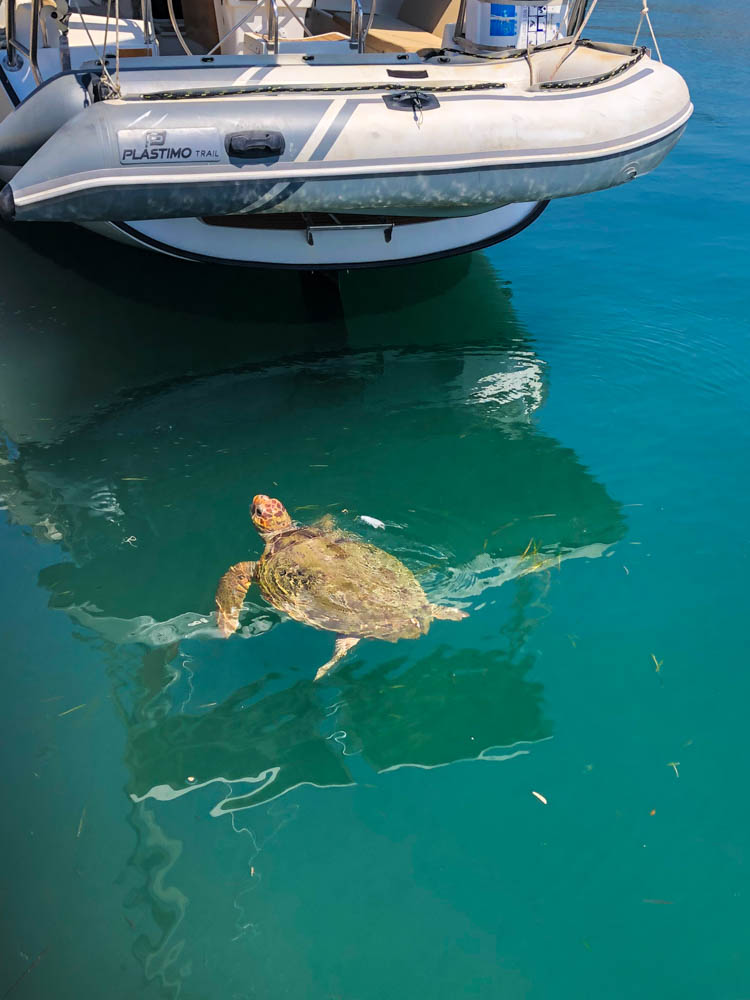 Eine Schildkröte taucht hinter einem im Hafen liegenden Segelboot kurz auf um Luft zu holen.