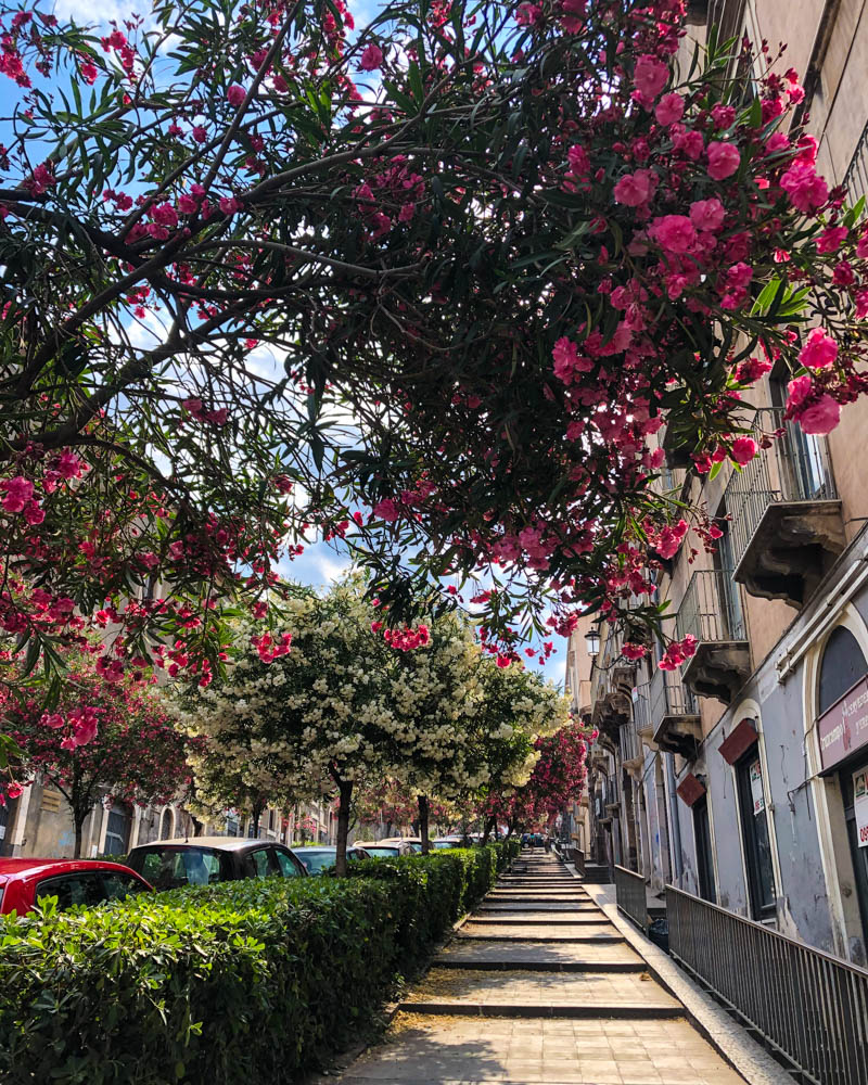 Eine Steile Straße in Catania, der Gehweg ist durch Treppenstufen unterteilt. Es säumen bunt blühende Bäume die Straße.