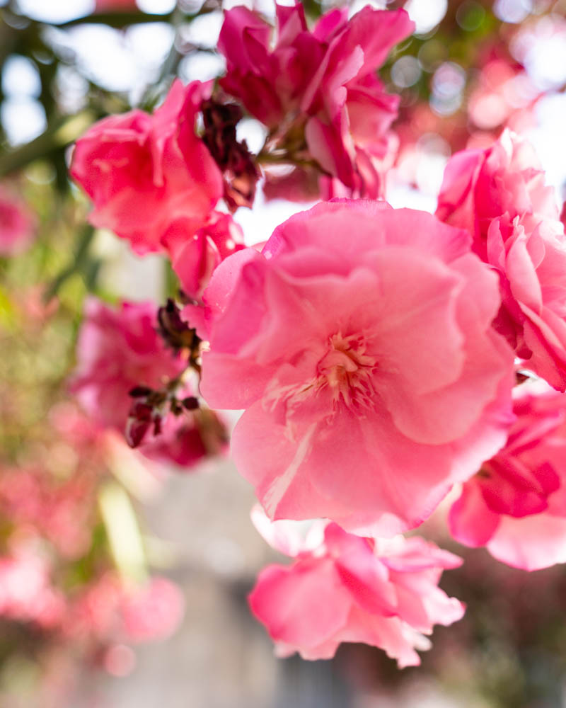 Nahaufnahme der rosa Blüten der Bäume am Straßenrand.