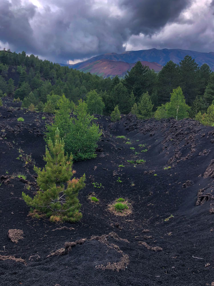 Von einem Lavahügel rund um den Ätna aufgenommenes Bild, Richtung Hauptvulkan. Das Bild ist ziemlich Kontrastreich durch das dunkle Lavagestein und die vielen grünen Pflanzen die in dem nähreichen Boden wachsen.