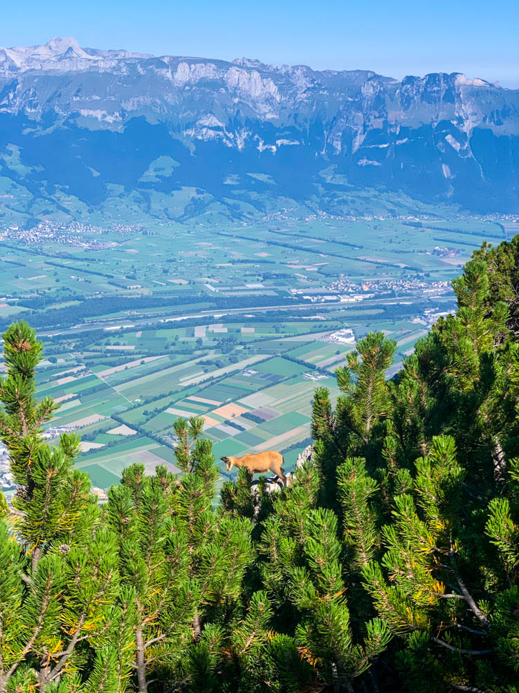 Wanderungen in Liechtenstein. Im Vordergrund sind Latschen zu sehen sowie eine Gams, die auf einem Stein steht. Der Rest des Bildes zeigt Felder im Tal sowie das Gebirge der gegenüberliegenden Schweiz.