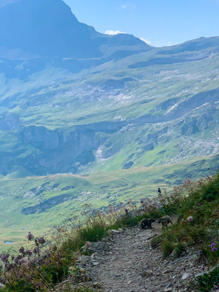 Es sind zwei Murmeltiere auf dem Wanderpfad Fürstin Gina Weg zu sehen sowie im Hintergrund die Berglandschaft.