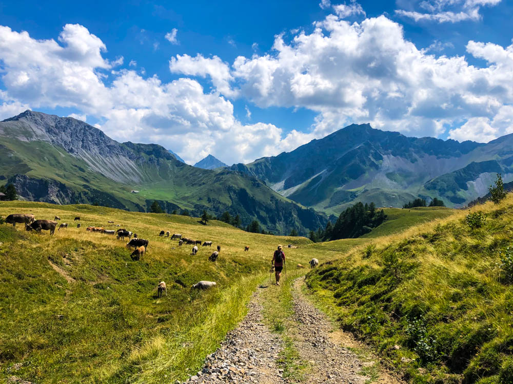Wanderungen in Liechtenstein. Julian beim Abstieg vom Rappenstein auf einem Feldweg. Links auf einer Weide sind Kühe, vor ihm liegt ein schönes Bergpanorama.