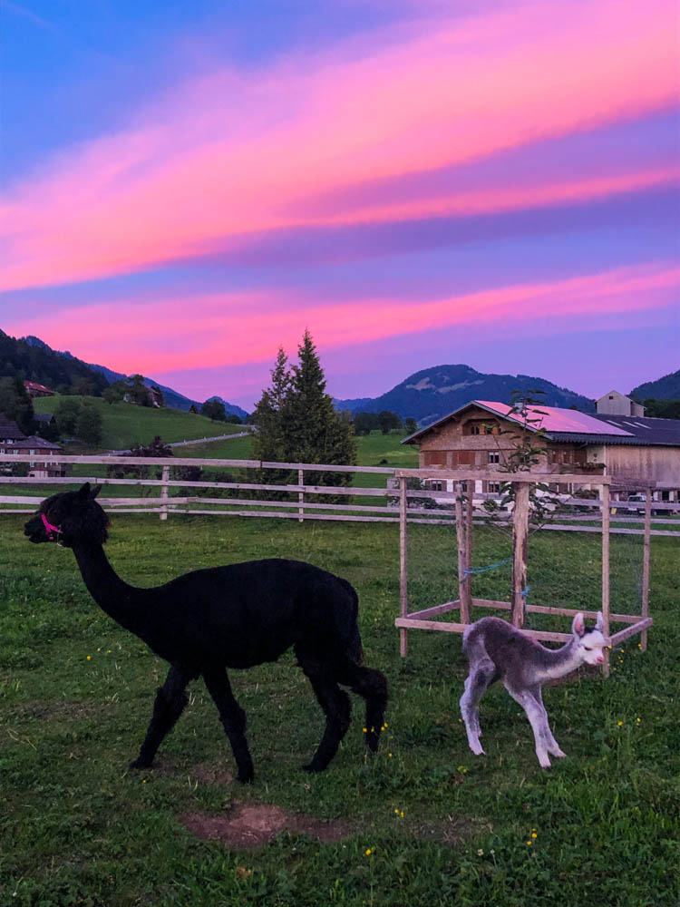 Zwei Alpakas auf einem Bauernhof in Österreich. Der Himmel ist pink gefärbt, von der zuvor untergegangenen Sonne.