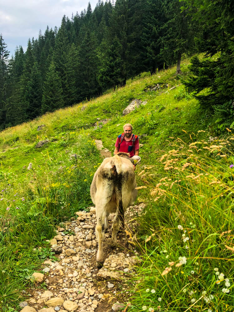 Touren im Allgäu - Julian im Aufstieg über die Brunnenauscharte zum Rindalphorn. Ein Rind steht ihm im Weg.