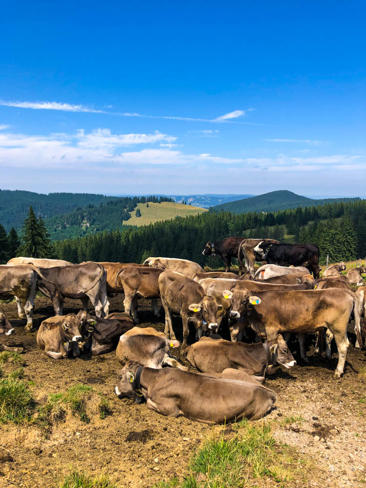 Nagelfluhkette - es sind einige Kühe auf einem Wegstück zu sehen. Im Hintergrund hügelige Landschaft und blauer Himmel