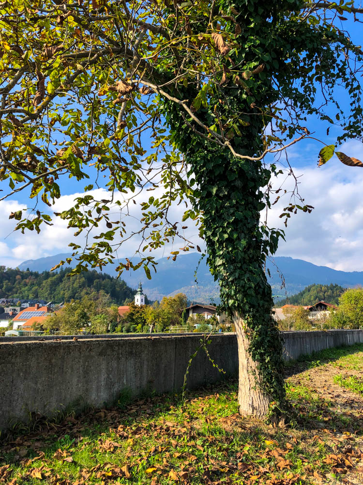 Ein mit Efeu bewachsener Baum steht im Vordergrund. Im Hintergrund ist ein Dorf Slowenien zu sehen. Roadtrip Slowenien