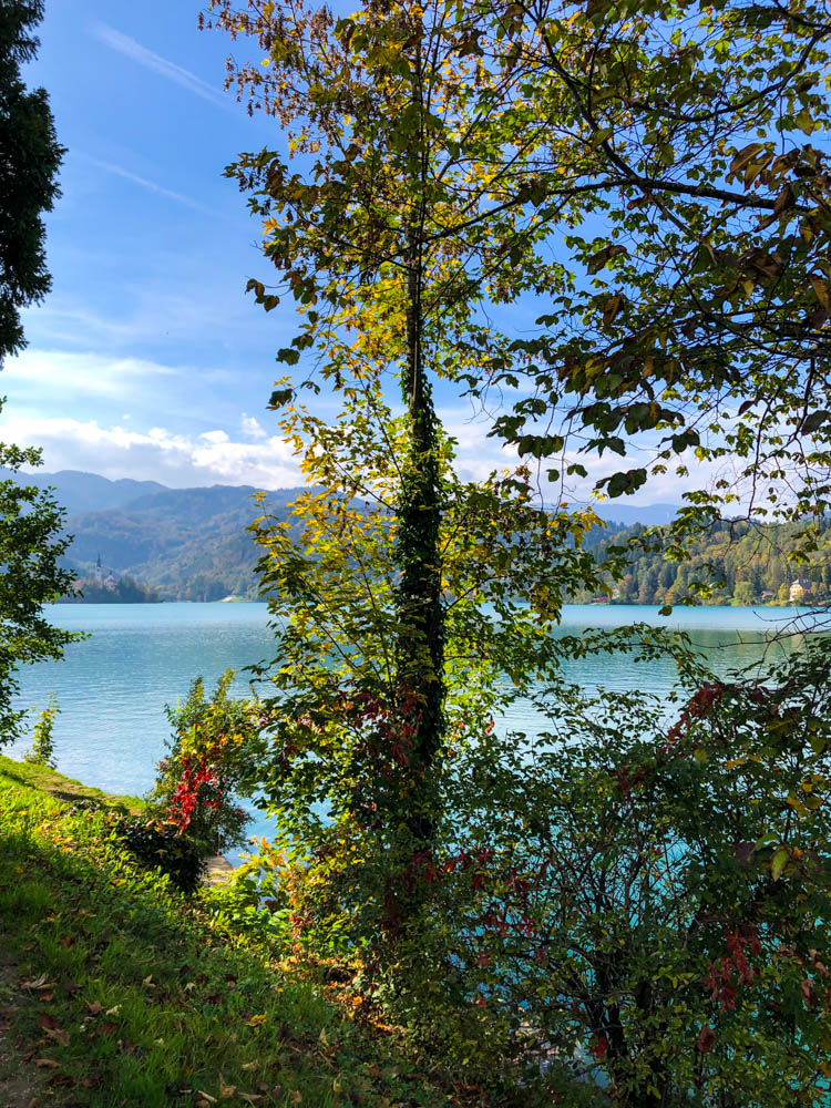 See Bled durch grün-rote Sträucher sowie Bäume am Rand des Sees fotografiert. Die Berge auf der anderen Seite des Sees sind zu sehen. Roadtrip Slowenien