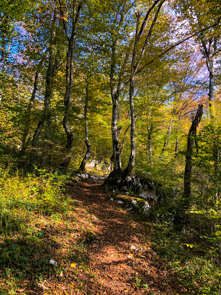 Slowenisches Naturschutzgebiet Cerkniško jezero . Waldweg mit herbstlichen Farben