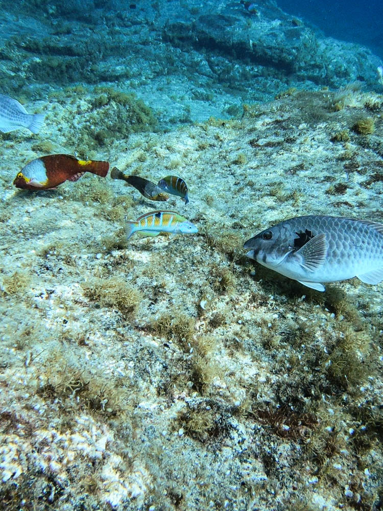 Verschiedene Fische im Atlantik bei Fuerteventura. Papageienfische und Meerpfau fotografiert beim Tauchen