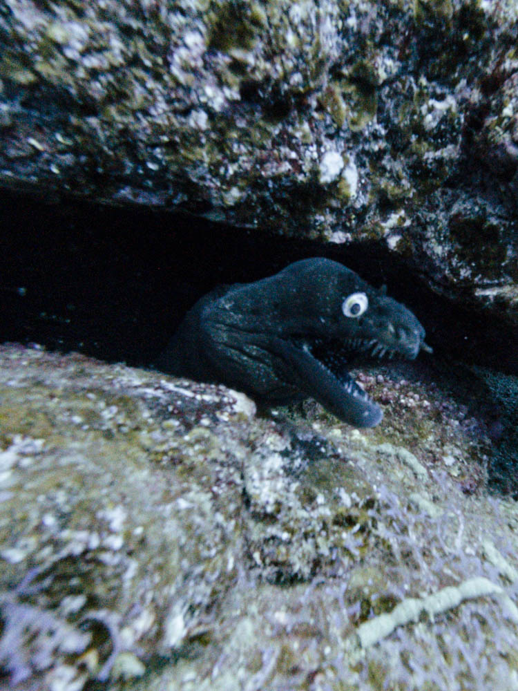 Muräne in einer Höhle. Nur der Kopf ist zu sehen und sie blickt direkt in die Kamera. Tauchen auf Fuerteventura