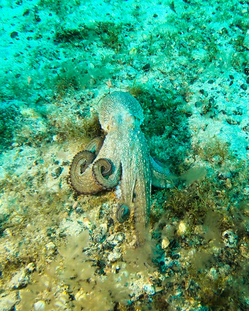 Tauchen Fuerteventura: ein Oktopus (Kraken) in Aktion im Atlantik