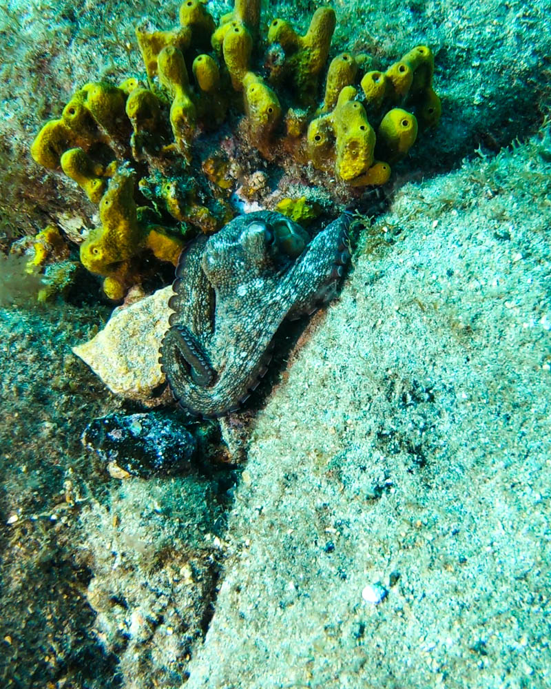 Tauchen Fuerteventura: ein Oktopus (Kraken) im Atlantik zwischen einem Stein sowie einem gelben Schwamm