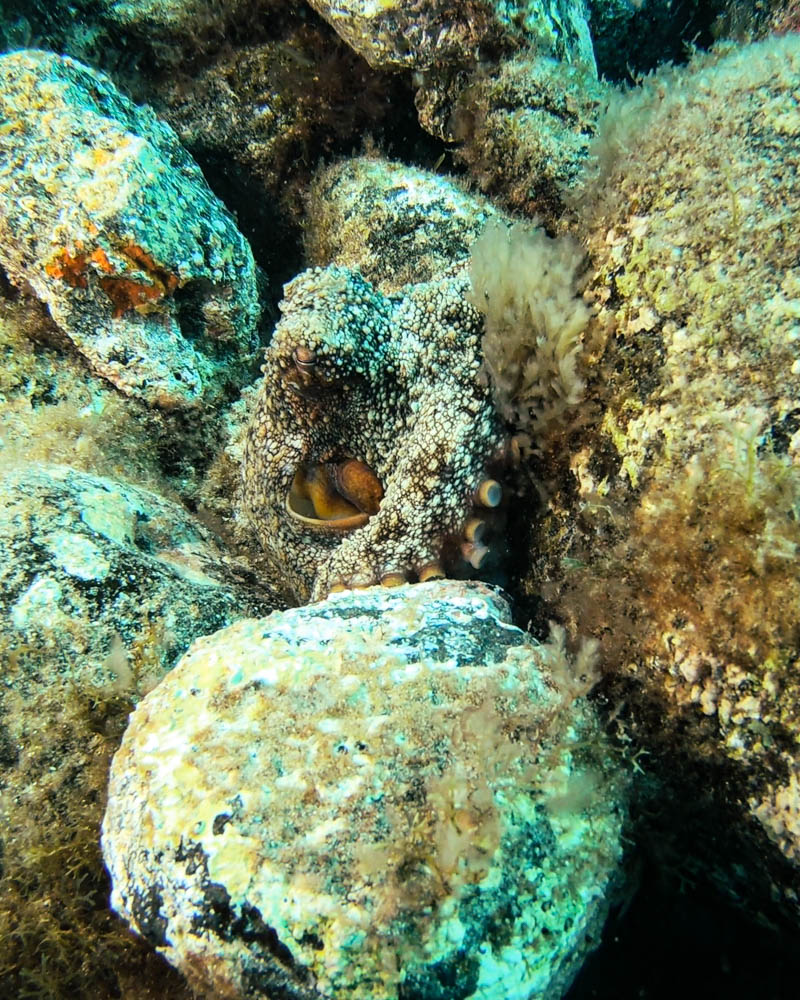 Tauchen Fuerteventura: ein Oktopus (Kraken) im Atlantik zwischen Steinen versteckt