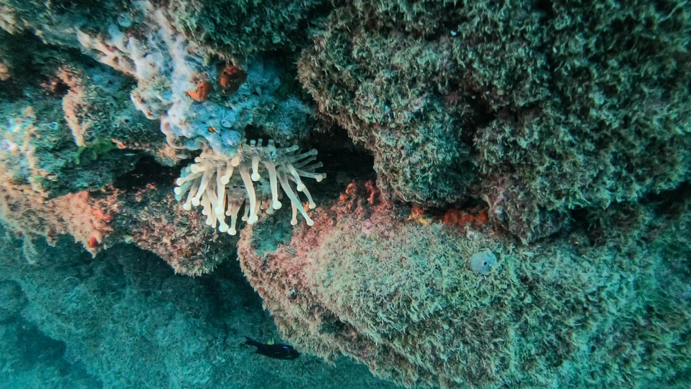 Kegel-Anemone bei Fuerteventura im Atlantik