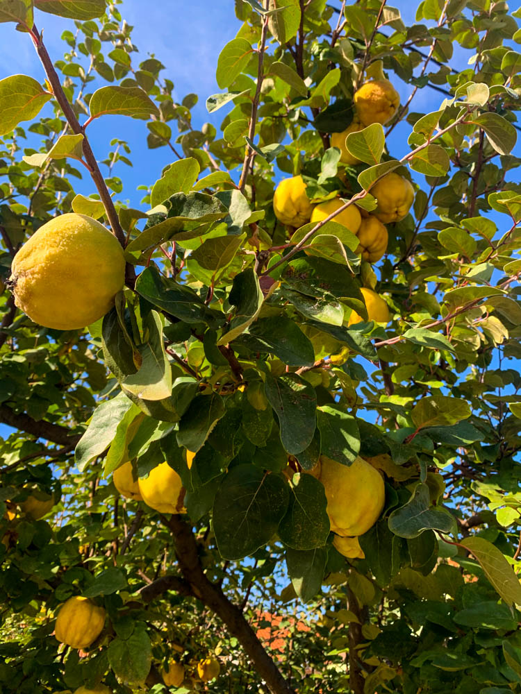 Es hängen mehrere Zitronen an einem Baum in BIH. Der Himmel, welcher zwischen den Zweigen zu sehen ist, ist kräftig blau.