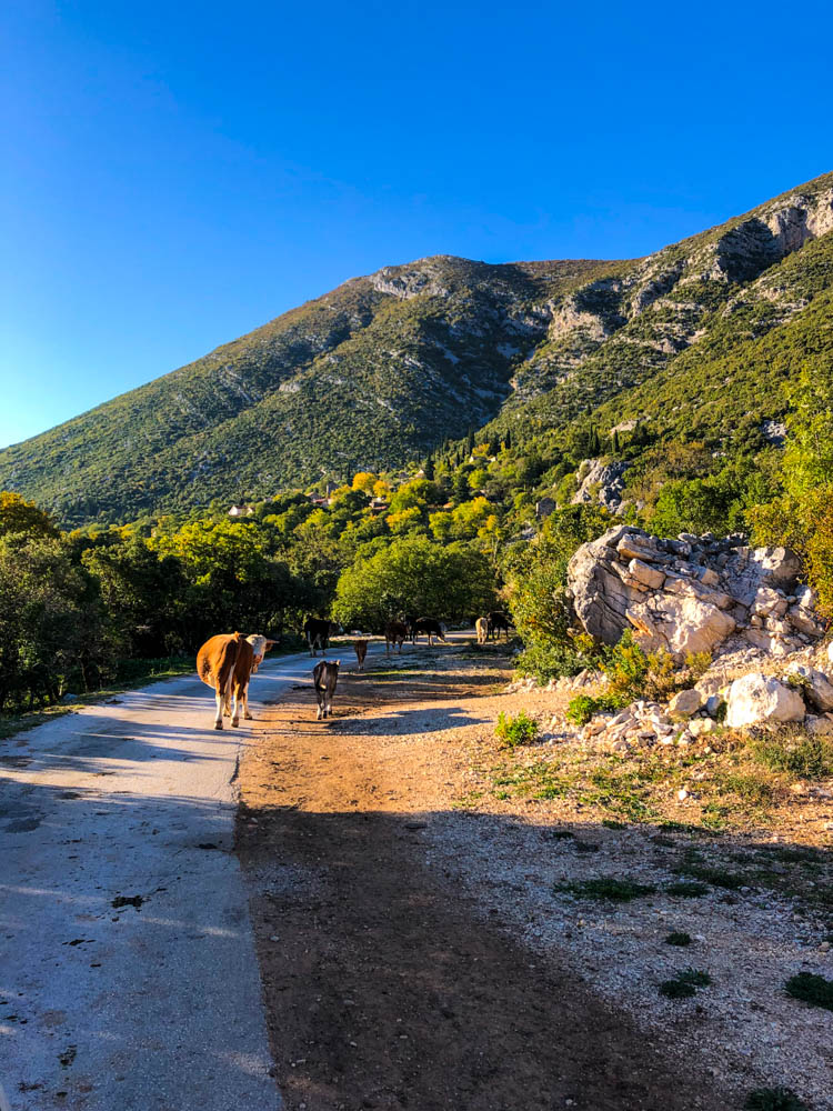 Kühe auf einer schmalen Passstraße von BIH nach Kroatien. Es ist ganz viel Natur zu sehen sowie der kräftig blaue Himmel