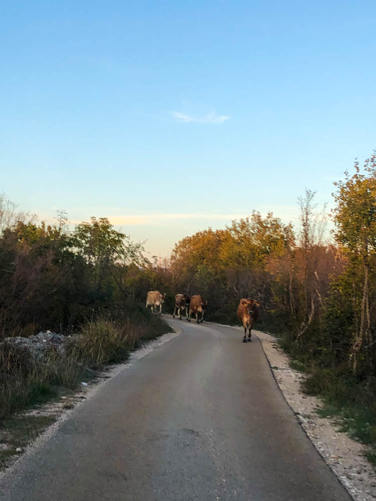 Vier Kühe laufen mitten auf der schmalen Zufahrt zum Wasserfall. Man sieht bereits, dass die Straße so Schmal ist, dass es eng wird mit einer Kuh und einem Auto gleichzeitig auf der Fahrbahn.