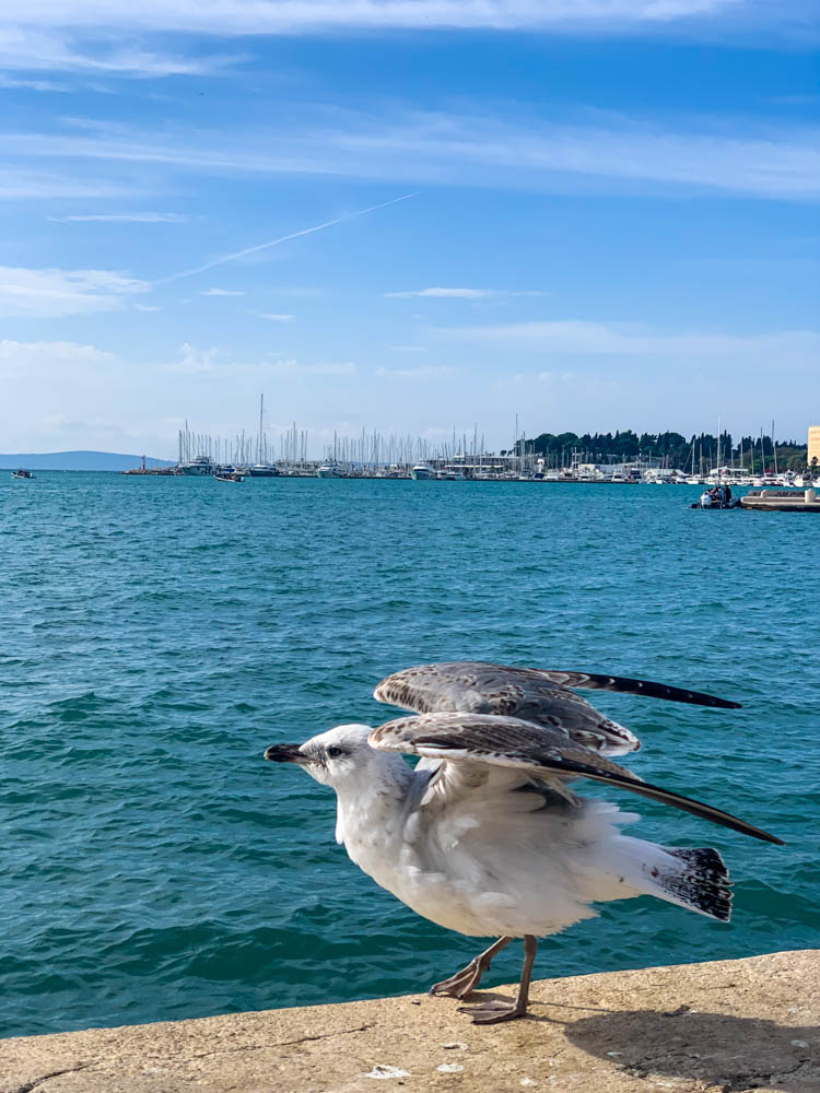 Eine Möwe kurz vor dem Abflug auf einer Mauer direkt am Meer in Split: Städtetrips Kroatien