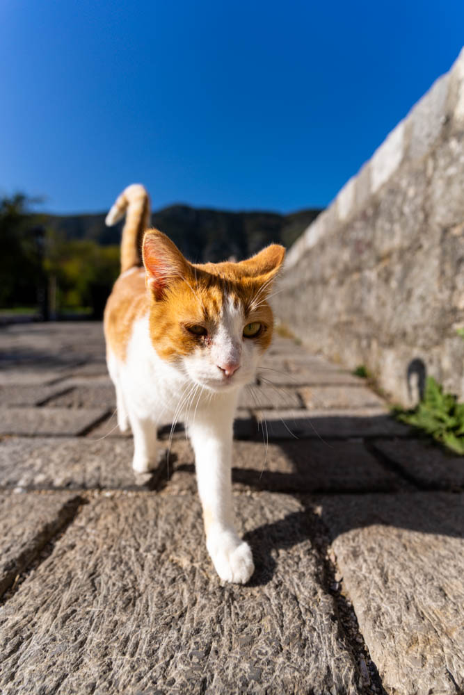 Nahaufnahme einer Katze in Kotor, der Stadt der Katzen.