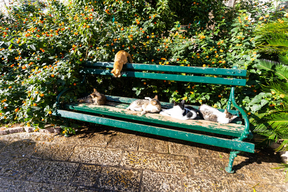 Es liegen mehrere Katzen auf einer großen Bank in Kotor, der Stadt der Katzen. Eine weitere Katze war auf der Lehne der Bank und ist gerade dabei auf die Sitzfläche zu springen. Die Bank ist umgeben von Büschen mit orangefarbenen Blüten.