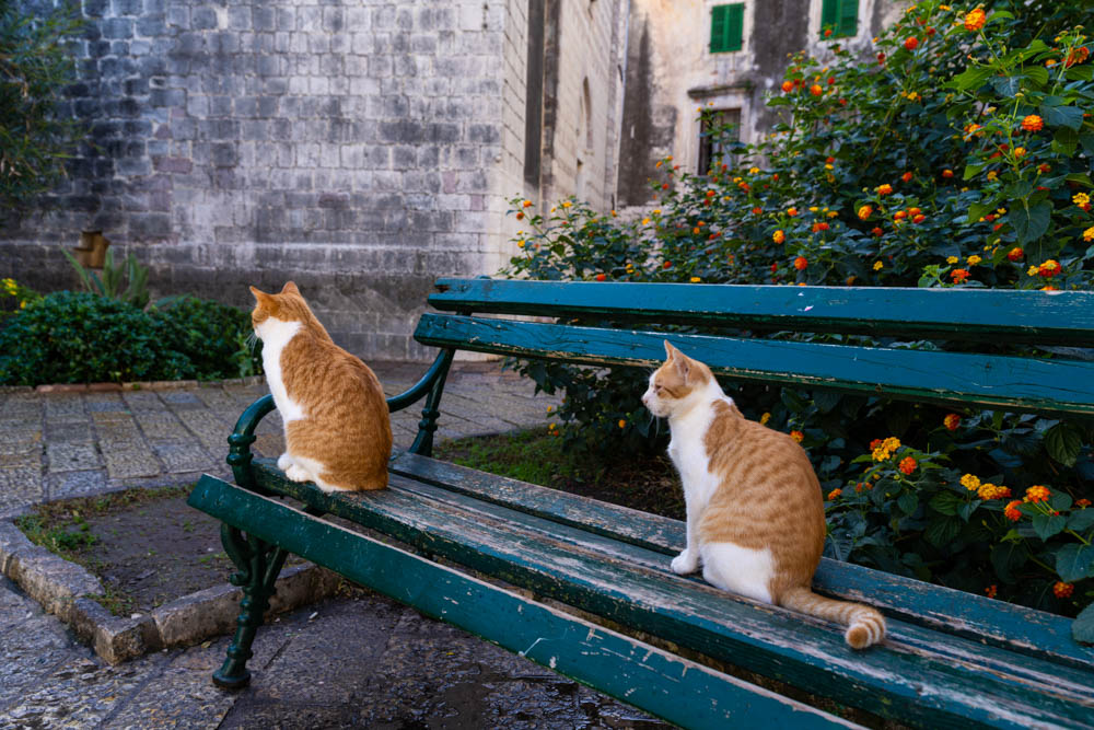Zwei Katzen sitzen auf einer Bank und blicken nach links. Roadtrip Montenegro - Kotor, die Stadt der Katzen.