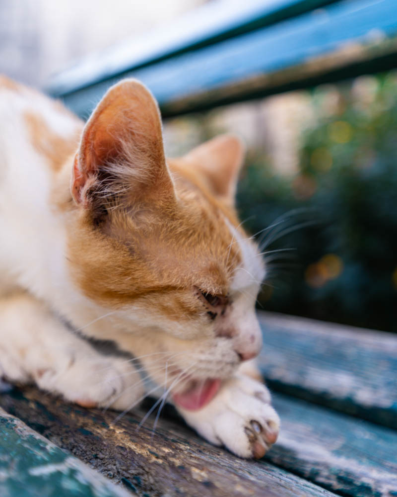 Nahaufnahme einer Katze in Kotor, der Stadt der Katzen. Sie liegt auf einer Bank und leckt sich die Pfote.