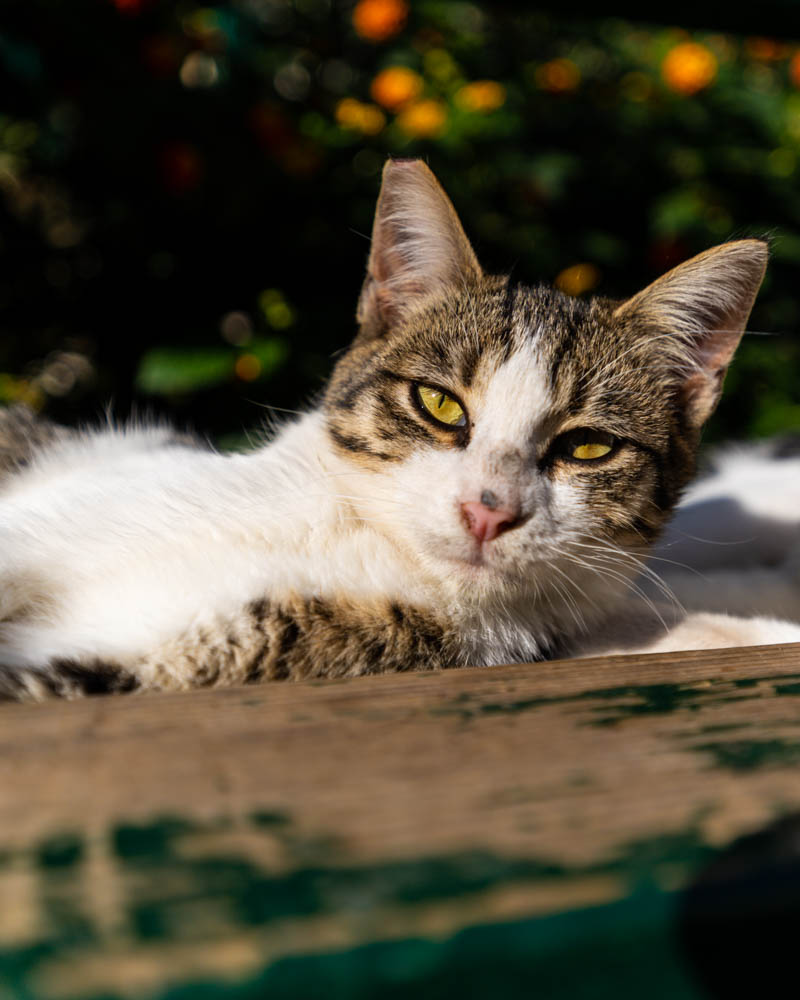 Nahaufnahme einer Katze in Kotor, der Stadt der Katzen. Sie liegt auf einer Bank und schaut etwas verträumt direkt in die Kamera.