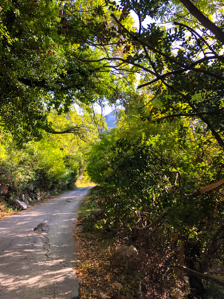 Schmale Straße durch einen Wald in Montenegro - Roadtrip