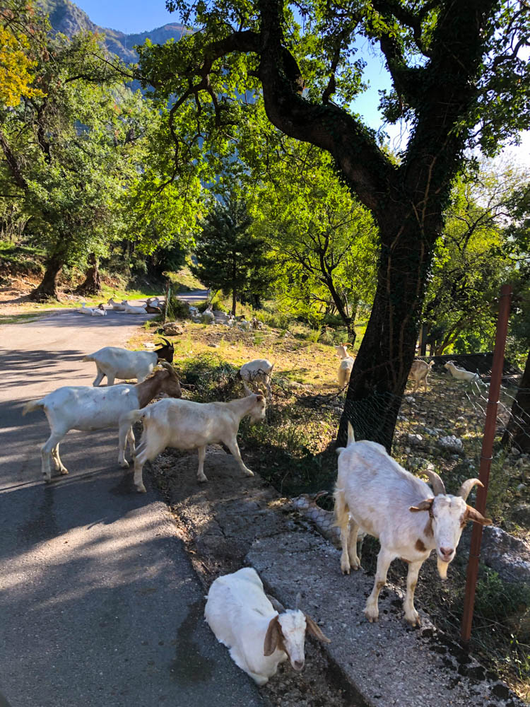 Schmale Straße durch einen Wald in Montenegro. Roadtrip - es stehen mehrere Ziegen auf dem Weg bzw. am Rand der Straße
