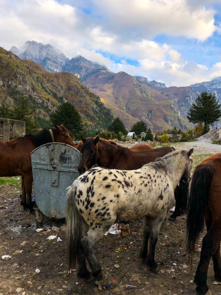 Pferde plündern einen großen Mülleimer in Theth Albanien. Berglandschaft im Hintergrund, im Vordergrund etliche Pferde.