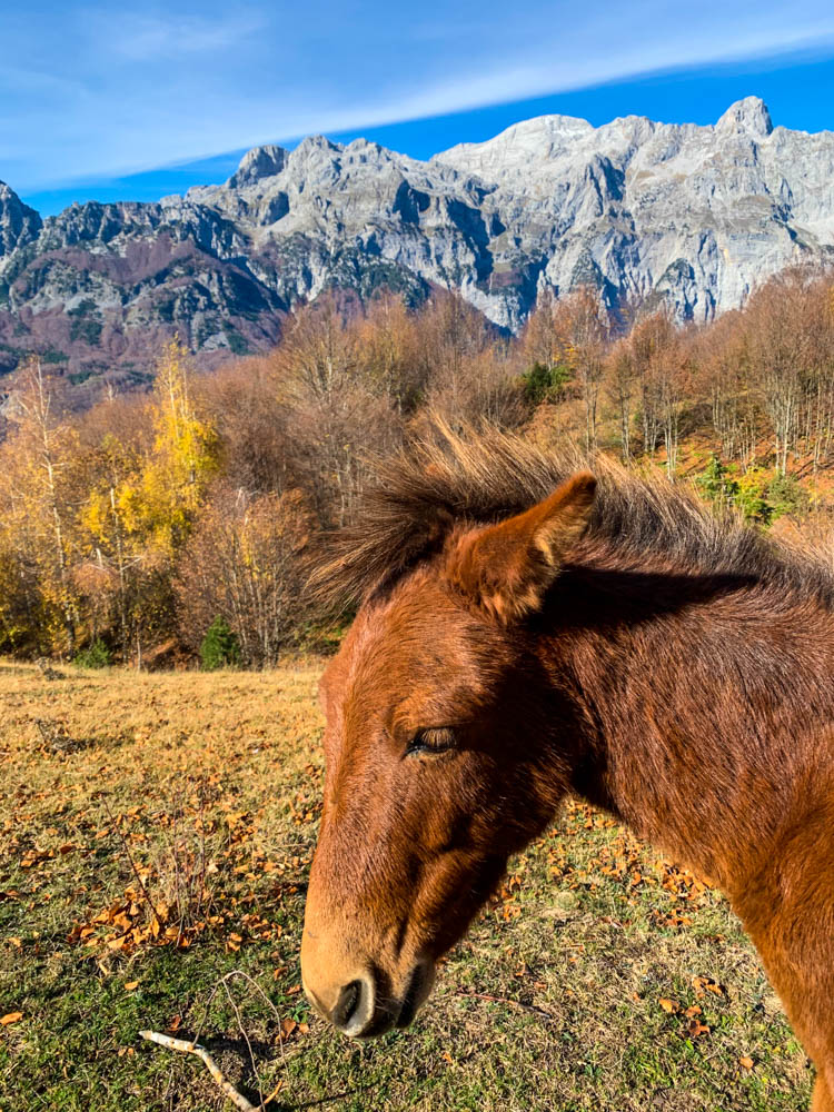 Wildpferd in Albanien im Nationalpark Theth. Im Hintergrund ist ein Bergmassiv zu sehen, davor ein Wald und im Vordergrund steht ein Pferd auf einer Wiese.