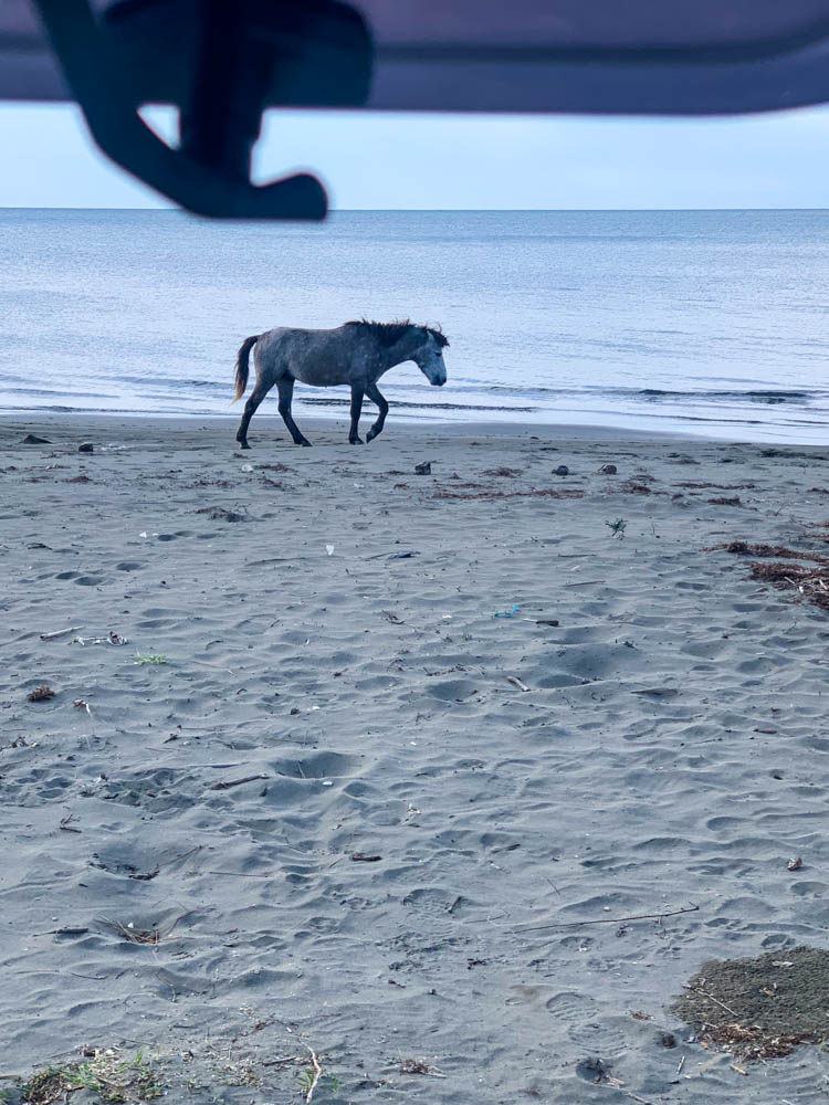 Ein Schimmel (Pferd) läuft am Strand entlang. Direkt hinter dem Tier ist das Meer zu sehen. Fotografie aus dem Camper heraus, das Fenster ist im oberen Teil des Bildes zu sehen.