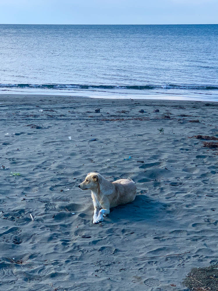 Ein Hund liegt am Strand, hinter dem Tier ist das Meer zu sehen. Albanien