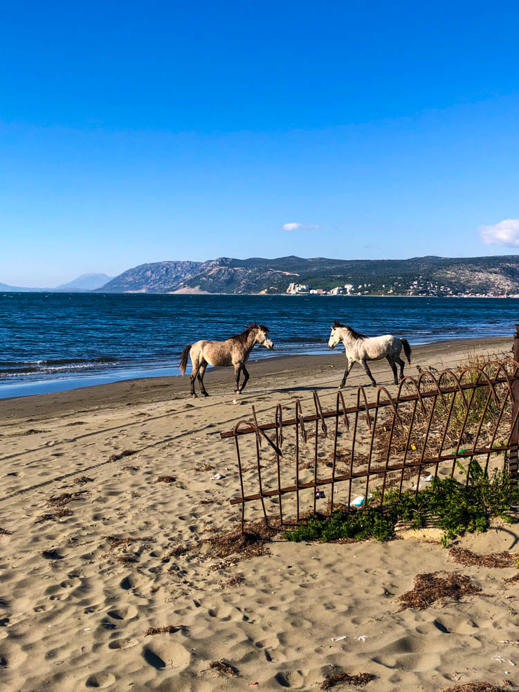 Zwei wilde Pferde stehen sich gegenüber und schauen sich dabei an. Sie sind auf einem Sandstrand direkt am Meer, der Himmel ist kräftig blau und am Horizont ist eine hügelige Landschaft zu sehen. Albanien - ein Land voller Gegensätze