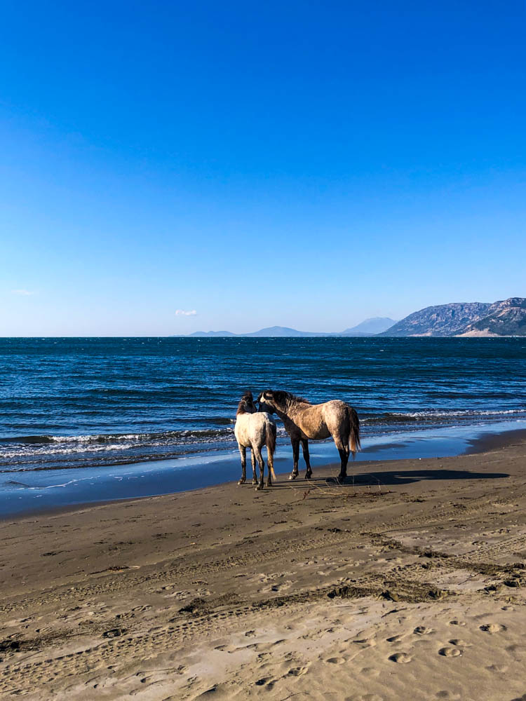 Zwei wilde Pferde stehen nebeneinander und strecken die Köpfe zueinander. Sie sind auf einem Sandstrand direkt am Meer, der Himmel ist kräftig blau und im rechten Teil des Bildes ist am Horizont eine hügelige Landschaft zu sehen. Albanien - ein Land voller Gegensätze
