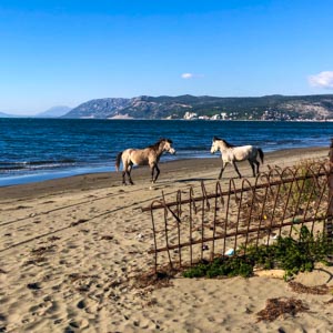 Zwei wilde Pferde stehen sich gegenüber und schauen sich dabei an. Sie sind auf einem Sandstrand direkt am Meer, der Himmel ist kräftig blau und am Horizont ist eine hügelige Landschaft zu sehen. Albanien - ein Land voller Gegensätze