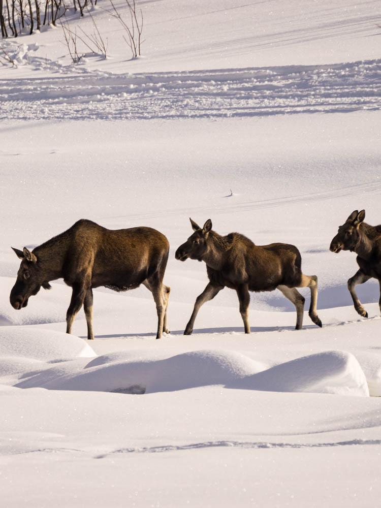 Drei Elche in Nord Norwegen in winterlicher Landschaft