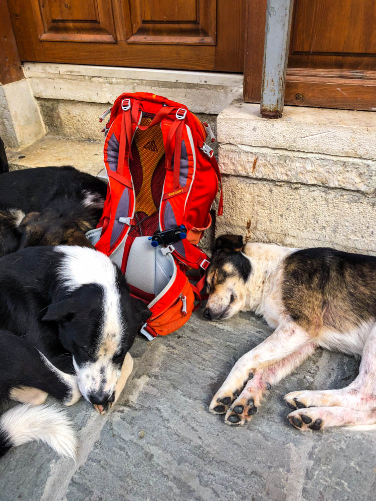 Mehrere müde Straßenhunde haben sich um unseren Rucksack versammelt und niedergelegt. Südalbanien Gjirokastra