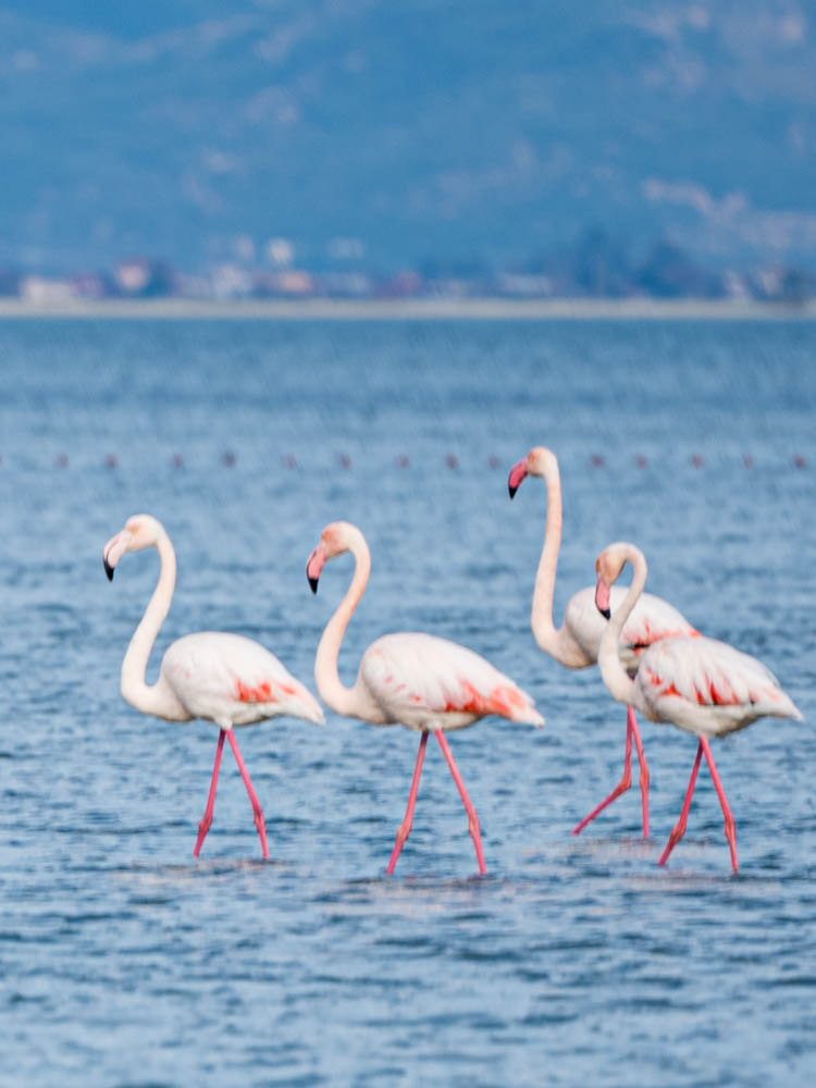 Vier Flamingos stehen in der Narta Lagune in Albanien - Südalbanien.