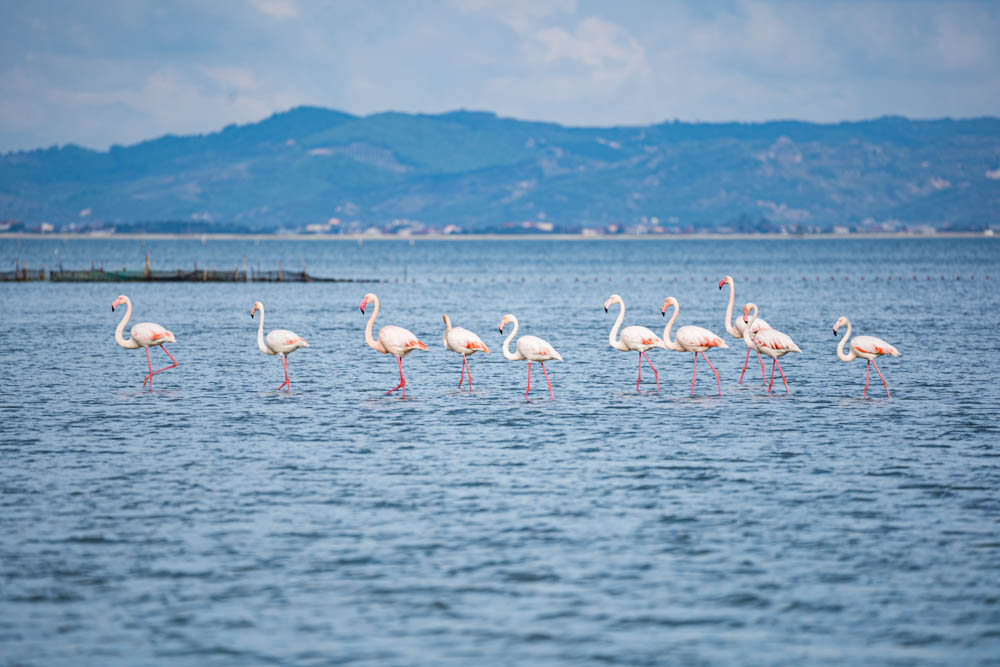 Mehrere Flamingos stehen in der Narta Lagune in Albanien bzw. Südalbanien. Im Hintergrund ist eine hügelige Landschaft zu sehen.